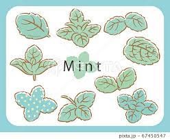 MINT